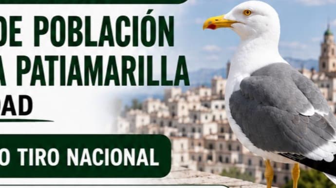 Melilla intensifica el control de la gaviota patiamarilla